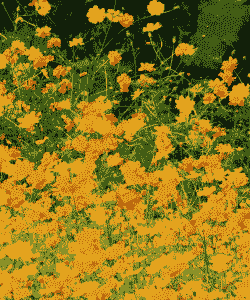 秋季开花的花卉