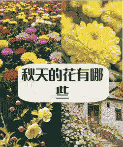 秋天有什么花