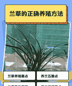 兰花草怎么养殖