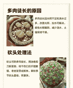 多肉徒长了怎么控回来