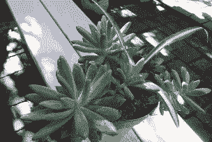 养多肉的花盆下面没有洞行吗