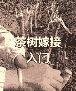 茶树嫁接方法