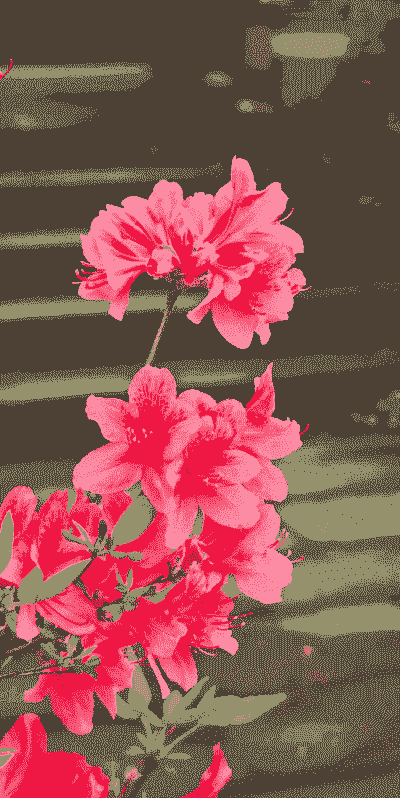 映山红的花朵形状