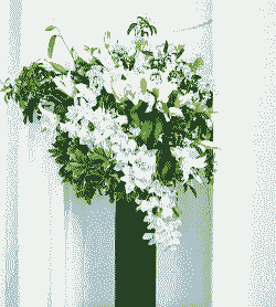 花一般高出花瓶多少