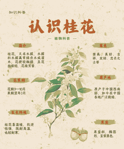 桂花有什么特点