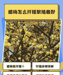 澳洲腊梅可以扦插繁殖吗