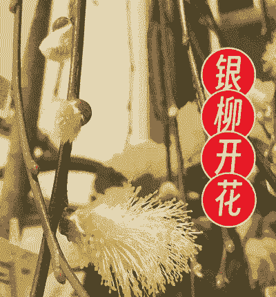 银柳会开花吗