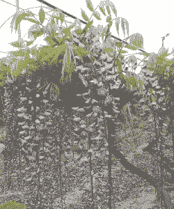 紫藤冬天多少度能冻死