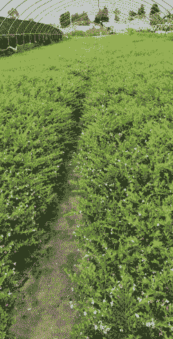 满天星是什么植物