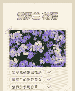 紫罗兰的花语是什么