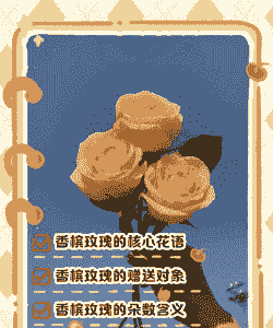 香槟玫瑰花的花语