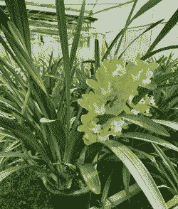 大花蕙兰有毒吗