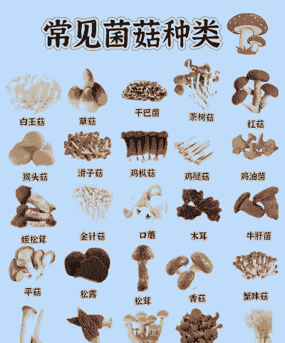 菇类有哪些品种