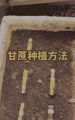 田间甘蔗种植一般从什么开始