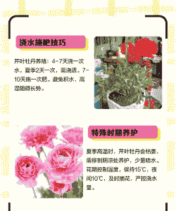 芹叶牡丹怎么浇水