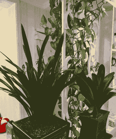 松针土适合种什么花