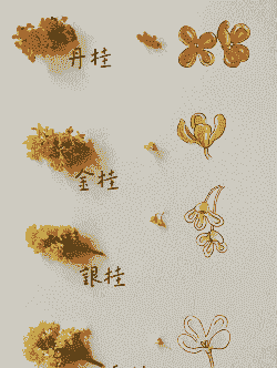 桂花有几片花瓣