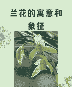 兰花花语象征与寓意