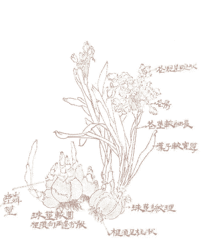 水仙花的结构