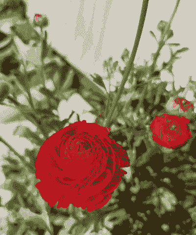 芹叶牡丹一年开几次花