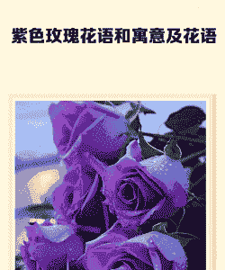 紫玫瑰花语是什么意思