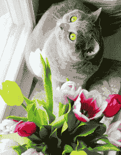 养猫可以种郁金香吗