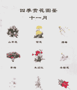 十一月开什么花?