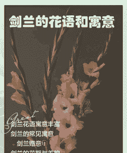 剑兰的花语和寓意