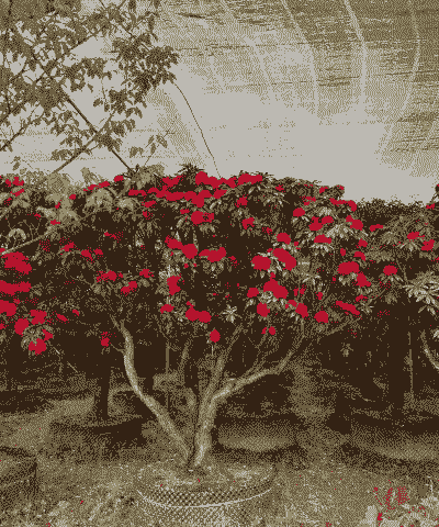 马樱花耐寒最低多少度