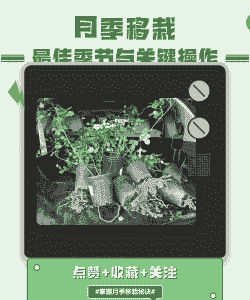 月季10月份可以移栽吗