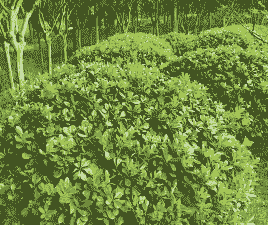 10种代表冬天的植物