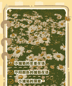 小雏菊 花语