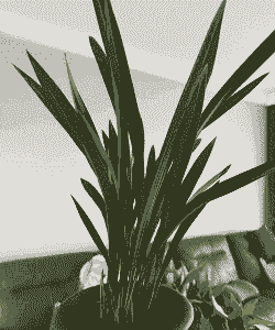 八种耐寒的兰花