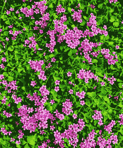 紫云英是什么颜色的