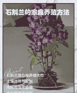 石斛兰的养殖方法