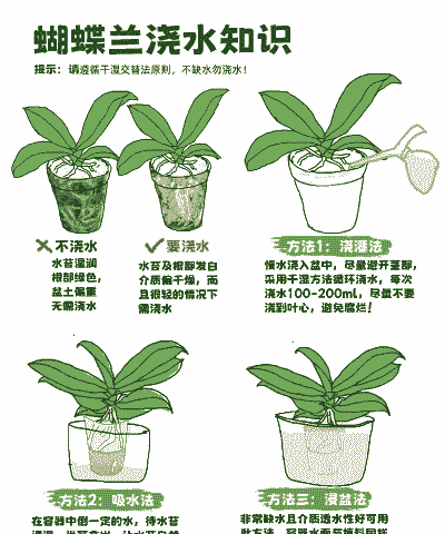 蝴蝶兰怎样浇水