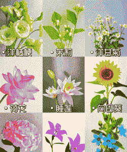 夏天开哪些常见的花