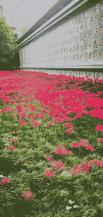 曼珠沙华花期多长