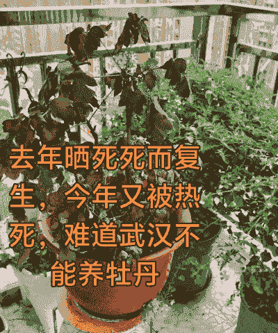 牡丹夏天为什么容易死