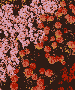 秋天最美的花5种