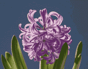 风信子第二年能复花吗