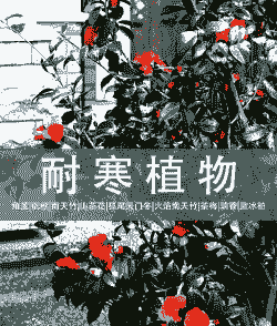 冬天有哪些花开