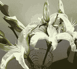 鲜切百合深水还是浅水