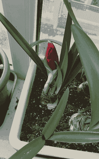 朱顶红冻了还能活吗