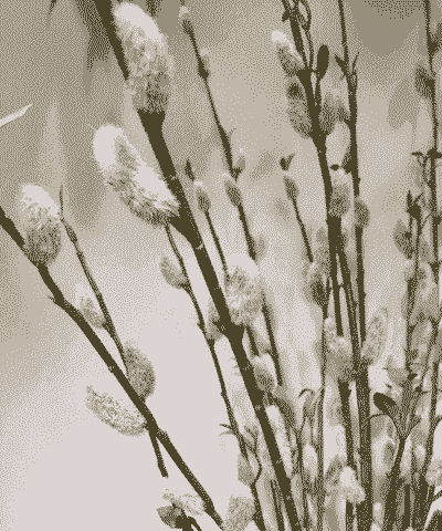 银柳可以插在泥土里养吗