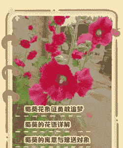 蜀葵花语象征着什么