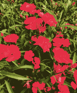 石竹花和什么花是一类