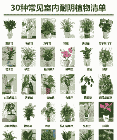 家庭养花什么品种最适合