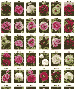 牡丹中最高贵的品种