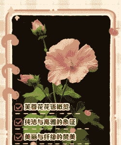 芙蓉花的花语